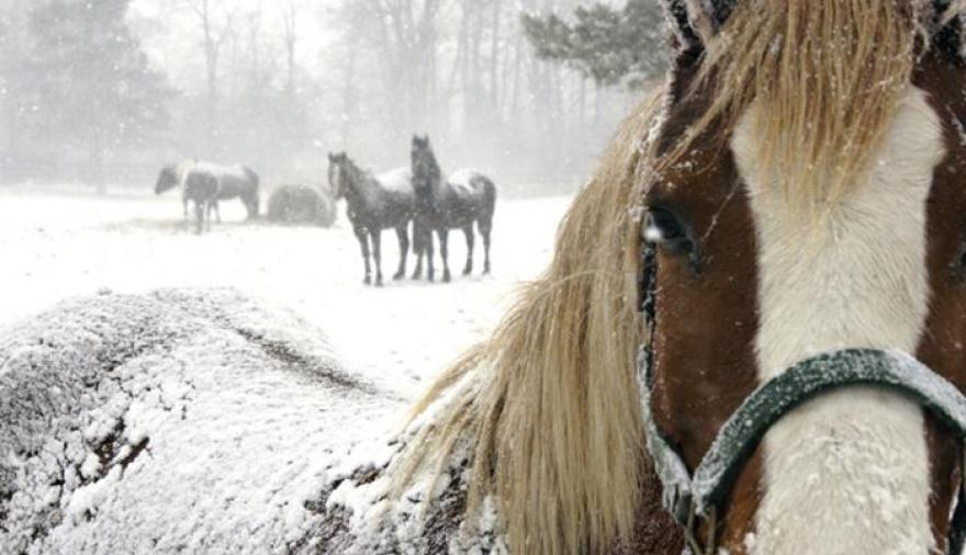 20240710205646_caballos