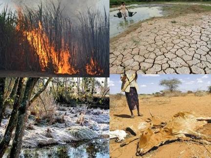 Impactos del Cambio Climatico