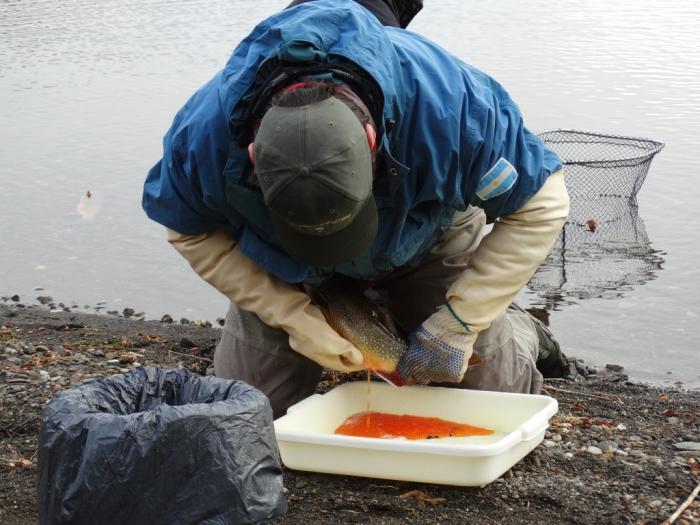 Momento_del_desove_inducido