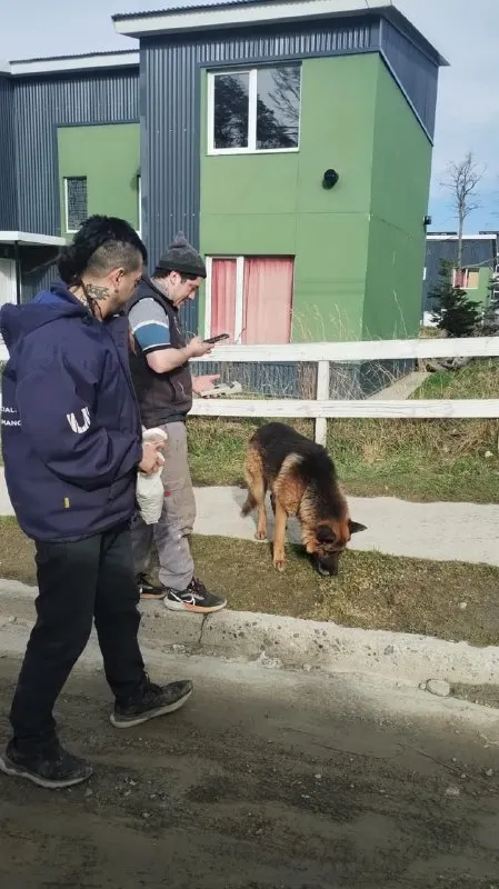 PERROS-2