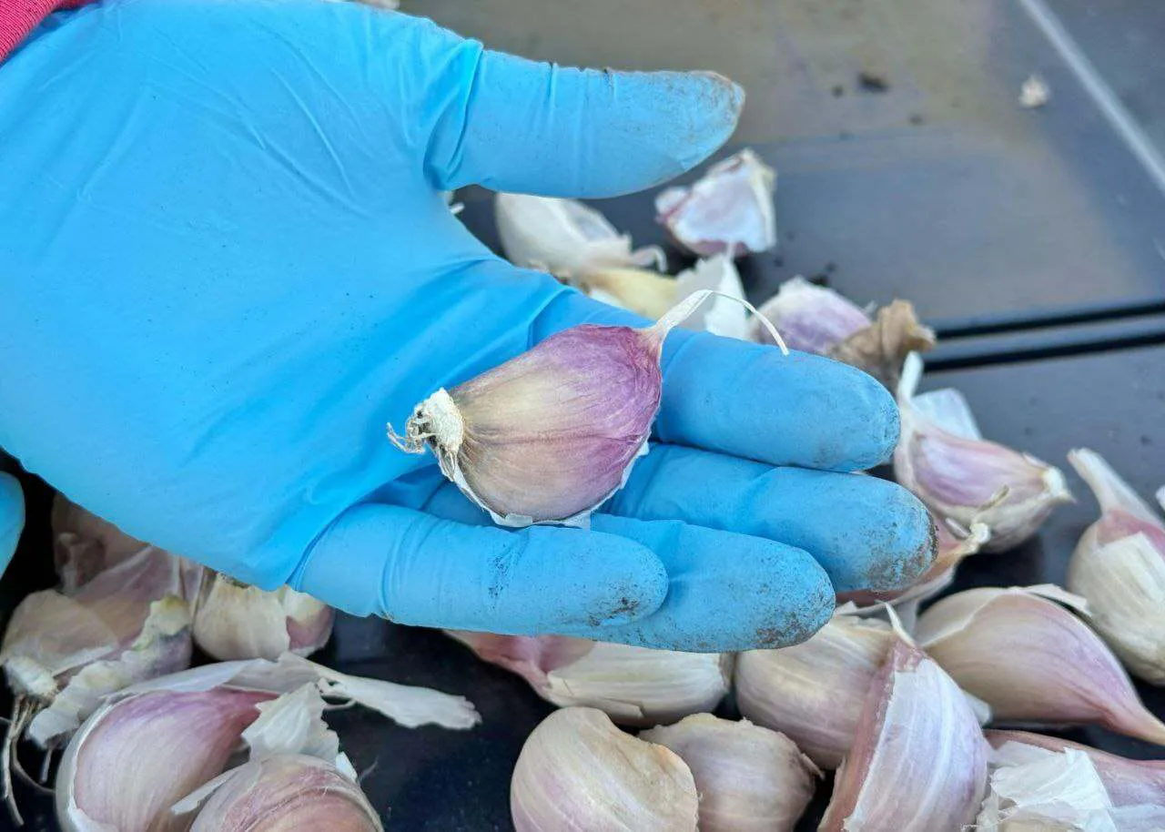 photo_5163605392482223651_y-1