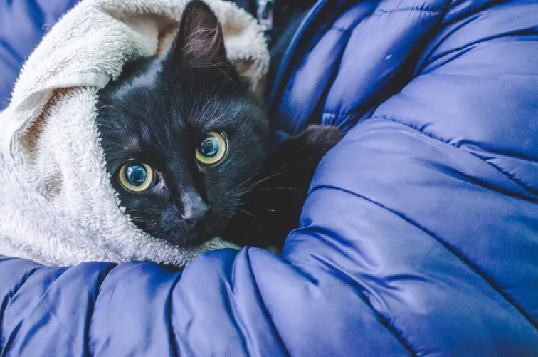esterilizaron-a-mascotas-jornada-zoonosis-municipal-kyd_43586